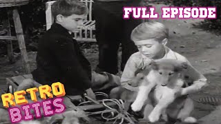 Lassie  The Puppy Story  Full Episodes [upl. by Aldis]