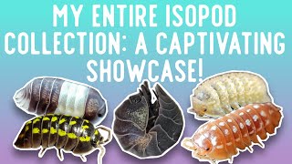 Isopod Keepers Showcase Discover My Incredible Isopod Collection [upl. by Thacker]