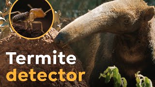 Giant Anteaters are Termite Detectors I Wild to Know [upl. by Meluhs]