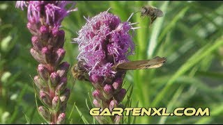 Prachtscharte Ochsenauge und Bienen an der Prachtschartenblüte [upl. by Bergstein]