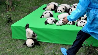 AWW SO CUTE BABY PANDAS Playing With Zookeeper  Funny baby pandas  Baby panda falling [upl. by Ylram821]