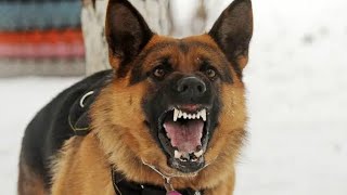 Dog Barking  Dog Sound  Dog Barking Sound  Dog Voice  Angry Dog Barking [upl. by Nottnerb]