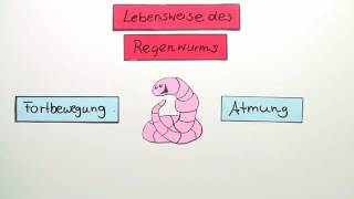 REGENWURM  FORTBEWEGUNG UND ATMUNG  Biologie  Biologie der Tiere Mittelstufe [upl. by Adnihc]