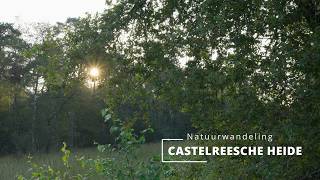 Natuurwandeling Castelreesche Heide [upl. by Garate]