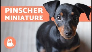 PINSCHER miniature  Caractéristiques soins et dressage [upl. by Hahsi]