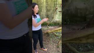 Feeding Macaws  Alimentando as araras em SP macaw blueandgoldmacaw [upl. by Nayek]