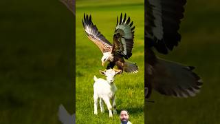 Goat 🐐 eagle 🦅goat eagle attack fighting helptheanimals weakanimals animalsremix ytshorts [upl. by Anailli484]