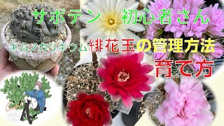 【 サボテン 】ギムノカリキウムの紹介・緋花玉の植え替え、育て方 [upl. by Egroeg]