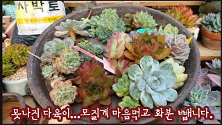 못나진 다육이 소환해서 마음 독하게 먹고 전부 화분에서 뽑아서 정리합니다 가을 맞이 다육이 선반 정리하기 [upl. by Lennard]