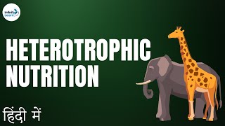 Life Processes  Lesson 03  Heterotrophic Nutrition  in Hindi हिंदी में   Dont Memorise [upl. by Anthea]