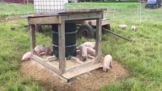 Pasture Pig Feeder Round One [upl. by Ferneau]