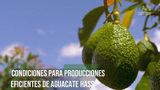 Condiciones para producciones eficientes de Aguacate Hass  TvAgro por Juan Gonzalo Angel Restrepo [upl. by Marmion374]