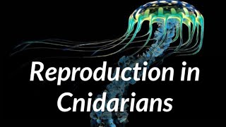 Biology  Phylum Cnidaria  Reproduction in Cnidarians [upl. by Leahcar]