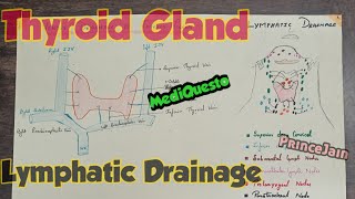 Thyroid gland  lymphatic drainage [upl. by Laraine]