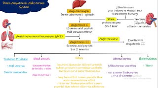 Renin Angiotensin Aldosterone System Chapter 19 part 5 Guyton and Hall Physiology [upl. by Stroud]