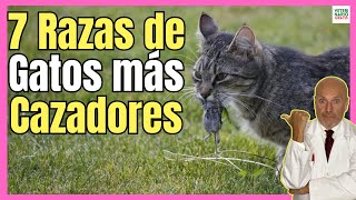 🔴 7 RAZAS DE GATOS MÁS CAZADORES 🔴 [upl. by Oinoitna513]