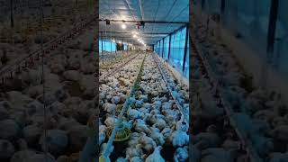 CampS poultry farm like subscribe chicken poultry livestockfarm [upl. by Enyrhtak]