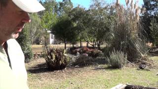 How to trim or burn Pampas Grass Two Ways To Trim Pampas Gras Part II [upl. by Sauder]