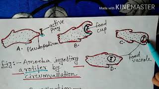 Nutrition in protozoa in Hindi  Bsc [upl. by Ryan]