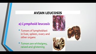 Avian leucosis Big Liver disease in birds [upl. by Larual]