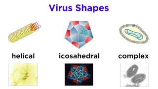 Introduction to Virology and Viral Classification [upl. by Held]