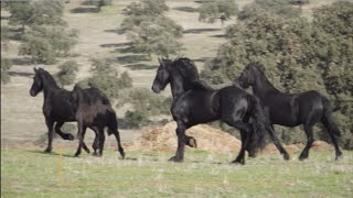 Caballos frisones de Andalucía exclusiva yeguada de Campo Cervero de Pozoblanco  Todo Caballo [upl. by Godden]