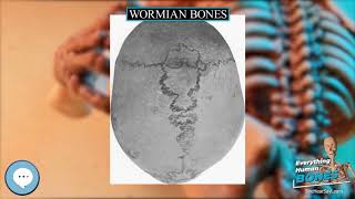 Wormian bones 🦴 Everything Human Anatomy Bones 🦴 [upl. by Nehepts870]