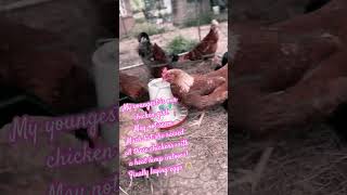 They doing a great job laying delicious eggs 🫶🏻 chicken minivlog farming youtubeshorts egg [upl. by Annairdua871]