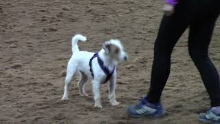 Parson russell terrier Darla agility training [upl. by Amorette332]