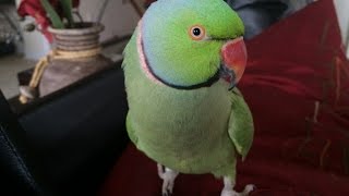 Coco the Talking Indian Ringneck Parakeet Parrot Talking Kissing and being Cute [upl. by Lareneg]