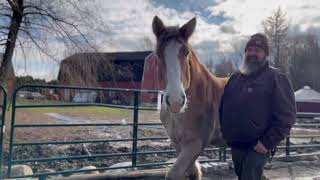 A visit to Reigning Hope Ranch in Orrington to catch up with Leo Tripp and Amir [upl. by Sayre]