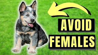 7 Reasons You SHOULD NOT Get A Female Blue Heeler [upl. by Hanser39]