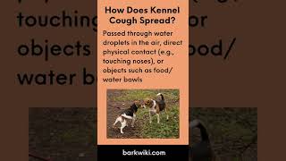 Kennel Cough Causes Symptoms Treatment Prevention [upl. by Annahael273]