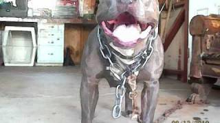 AMERICAN BULLY BREEDING   BLUE SWAGGER LINE KENNELSquot [upl. by Laris]