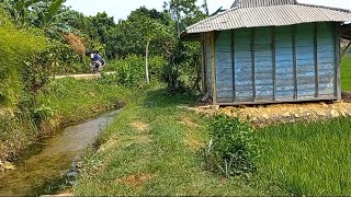 Pemandangan sawah di belakang wisata Jowo Dhuwur View [upl. by Akinnor]