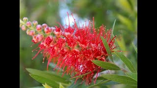 Callistemon citrinus [upl. by Jimmy]