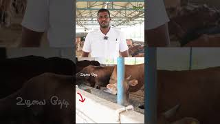 தினமும் 230 லிட்டர் பால் கிடைக்கும் ஆனால் அது போதாது cow milk milkcow cowmilk cowfarm cows [upl. by Bunny]