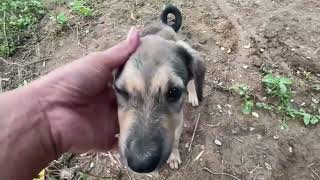 picked up a stray puppy at land field feed pet [upl. by Verna]