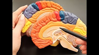 Brain Anatomy  Rapid Review of All Structures [upl. by Sakram]