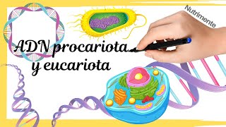 ADN Procariota y Eucariota  Características y disposición en las células [upl. by Lauri]