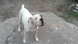 Perros Boxer ladrando quotKiaraquot  perra Boxer blanca [upl. by Gaspar315]