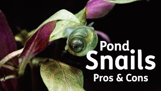 Pond Snails  Pros amp Cons [upl. by Alrich]