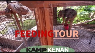 Reptile Feeding Tour at Kamp Kenan [upl. by Ailad]