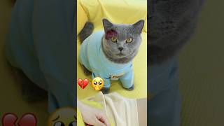 😇Saving A Blind Girl From Harm And Bringing Light👧💵 catvideos catmemes trending [upl. by Raddie798]