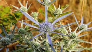 propiedades medicinales del cardo corredor Eryngium campestre [upl. by Allyce]