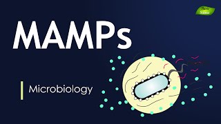 MicrobialAssociated Molecular Patterns  MAMPs  Immunology  Full Lecture  Basic Science Series [upl. by Sapowith]