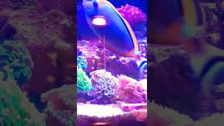 LPS Gardens  Torches and GonioporaAlveopora corals saltwateraquarium reef fish aquarium [upl. by English]