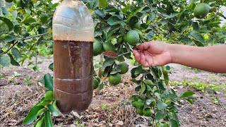 Tu limonero EXPLOTARA de Flores y Fruta🍋 Fertilizante Orgánico para tu Árbol de limón [upl. by Nakre274]