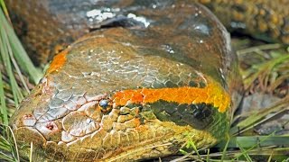 In Search of the Giant Green Anaconda Eunectes murinus Video [upl. by Childers]