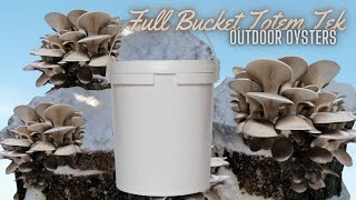 GROW TONS OF MUSHROOMS ON quotTOTEMquot LOGS EZ Bucket Totem Tek Explained [upl. by Emile41]